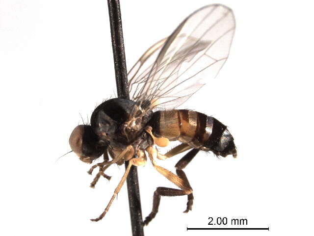 Image of Callomyia