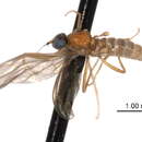 Image of Hemerodromiinae