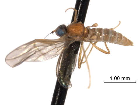 Image of Hemerodromiinae