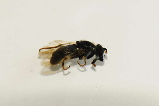 Image of Sphecomyia