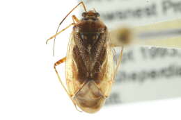 Image of Lygus punctatus (Zetterstedt 1838)