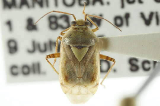 Image of Pale legume bug