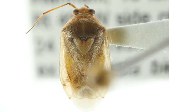 Image of Pale legume bug