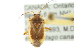 Image of Lygus rufidorsus (Kelton 1955)