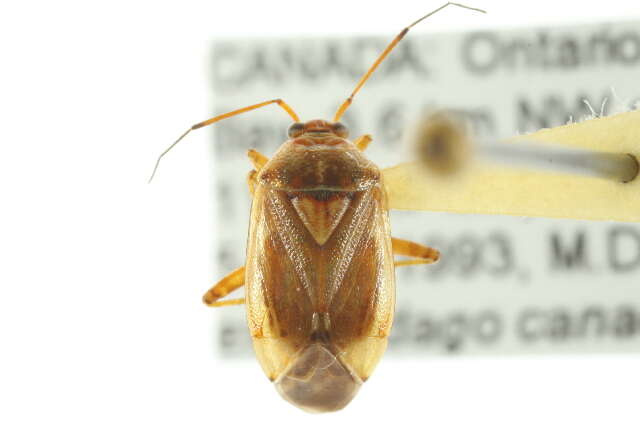 Image of Lygus rufidorsus (Kelton 1955)