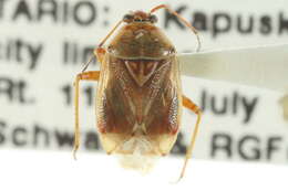 Image of Lygus rufidorsus (Kelton 1955)