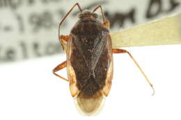 Lygus rugulipennis Poppius 1911 resmi