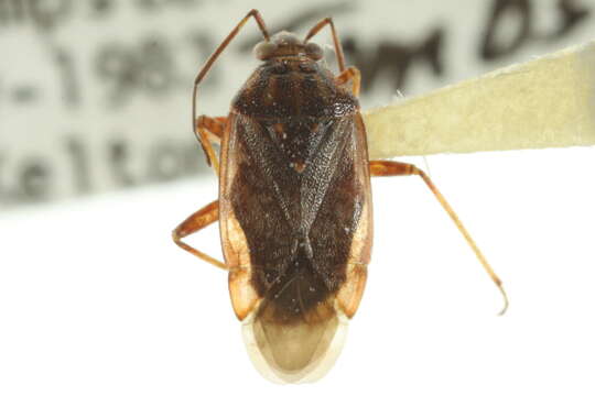 Lygus rugulipennis Poppius 1911 resmi