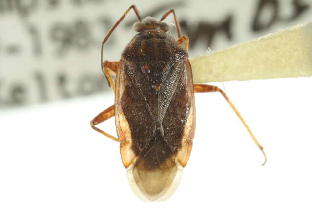 صورة Lygus rugulipennis Poppius 1911