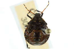 Image of Predatory Stink Bugs