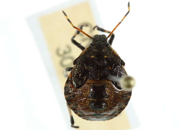 Image of Predatory Stink Bugs