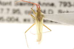 Image of Rice Leaf Bug