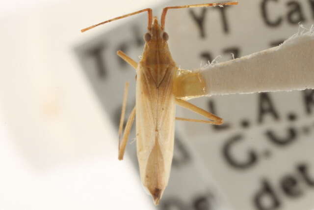 Image of Rice Leaf Bug