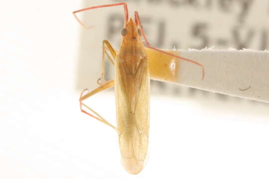 Image of Rice Leaf Bug