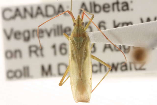 Image of Rice Leaf Bug