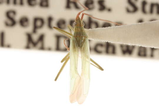 Image of Rice Leaf Bug