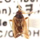 Image of Ceratocapsus pilosulus Knight 1930