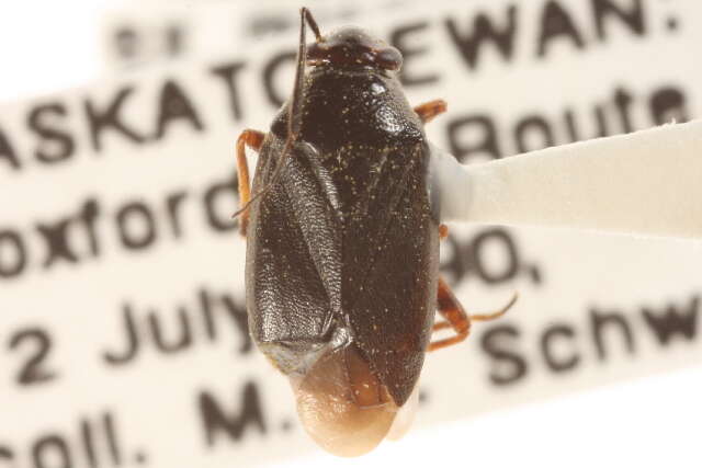 Слика од Capsus cinctus (Kolenati 1845)