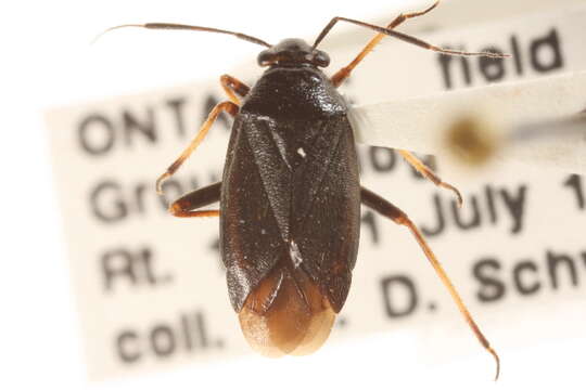 Слика од Capsus cinctus (Kolenati 1845)