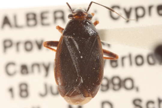 Слика од Capsus cinctus (Kolenati 1845)