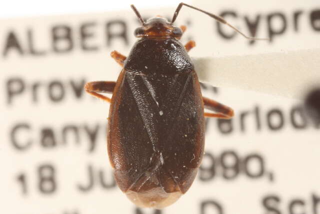 Слика од Capsus cinctus (Kolenati 1845)