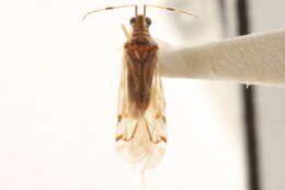 Image of Dicyphus hesperus Knight 1943