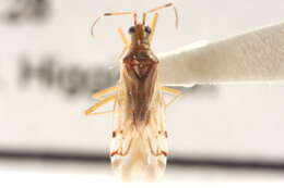 Image of Dicyphus hesperus Knight 1943