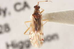 Image of Dicyphus hesperus Knight 1943