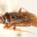 Image of Lygidea annexa (Uhler 1872)