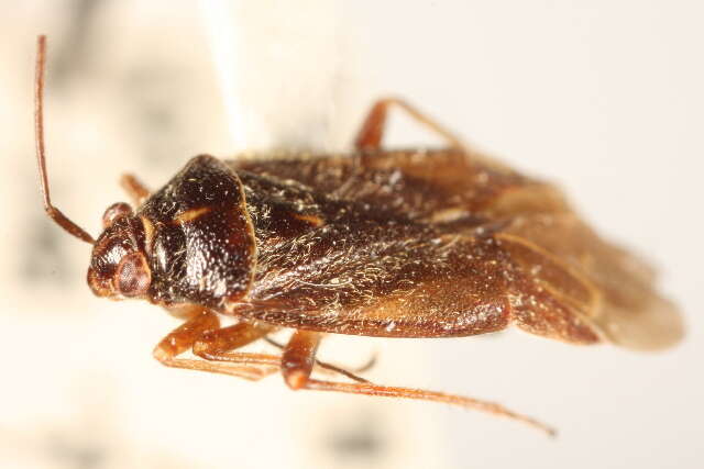 Image of Lygidea annexa (Uhler 1872)