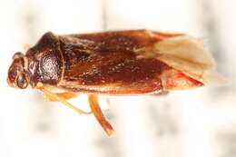 Image of Lygidea annexa (Uhler 1872)