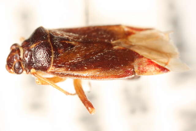 Lygidea annexa (Uhler 1872)的圖片