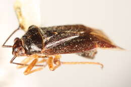 Lygidea annexa (Uhler 1872)的圖片