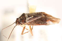 Image of Lygidea annexa (Uhler 1872)