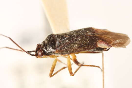 Image of Lygidea annexa (Uhler 1872)