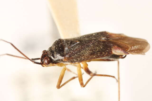 Lygidea annexa (Uhler 1872)的圖片