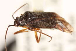 Image of Lygidea annexa (Uhler 1872)