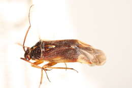 Lygidea annexa (Uhler 1872)的圖片