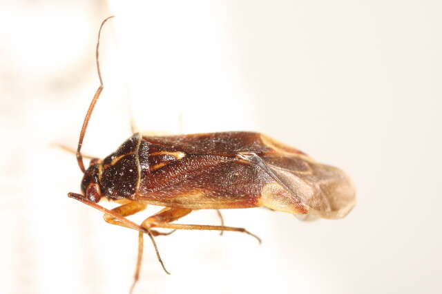 Image of Lygidea annexa (Uhler 1872)