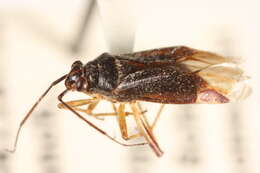 Image of Lygidea annexa (Uhler 1872)