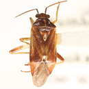 Image of Lygidea rosacea Reuter 1909