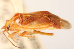 Image of Lygidea annexa (Uhler 1872)