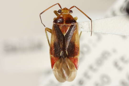 Image of Lygidea rubecula (Uhler 1895)