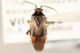 Image of Lygidea rubecula (Uhler 1895)