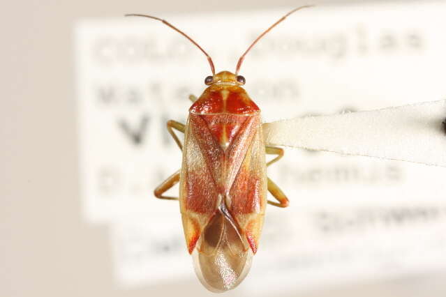 Image of Lygidea rubecula (Uhler 1895)