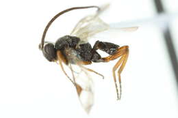Image of Microplitis