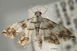Image of Oxyelophila
