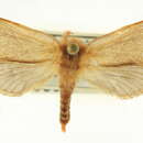 Image of Phymatopus
