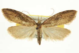 Image of tropical fruitworm moths