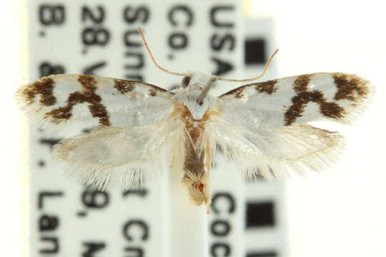 Image of Bogus yucca moths